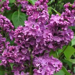 Lilacs